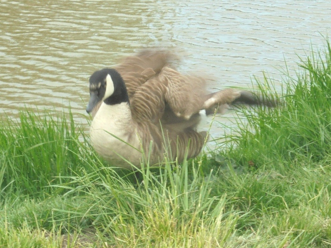 Pozostałe, PARK  ZDROJOWY  W  SOLCU - Park - Fauna