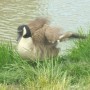 Pozostałe, PARK  ZDROJOWY  W  SOLCU - Park - Fauna