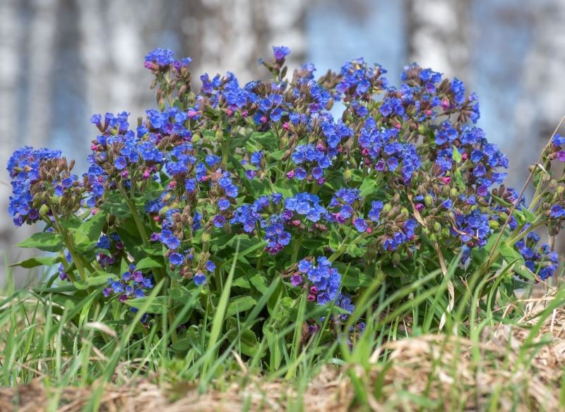 Miodunka wąskolistna zachwyca niebieskimi kwiatami.
