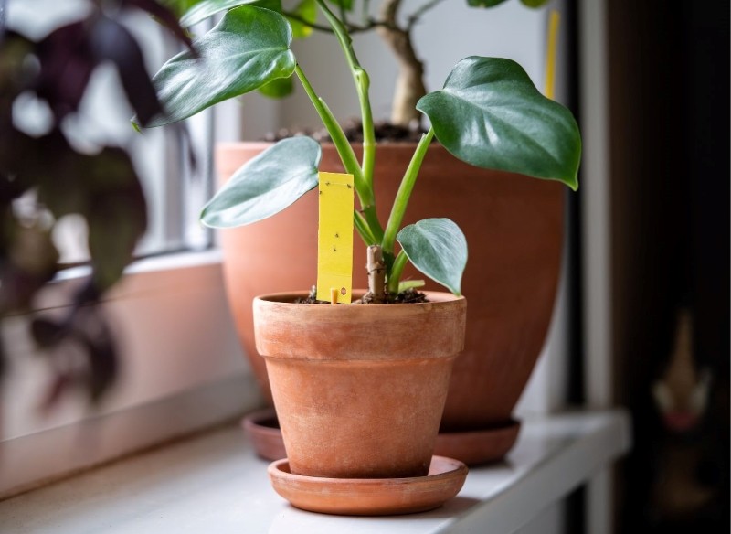 jak się pozbyć ziemiórek