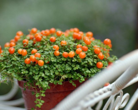 Rośliny doniczkowe o ozdobnych owocach. Wymagania i pielęgnacja