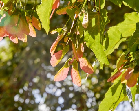 Klon zwyczajny (Acer platanoides)