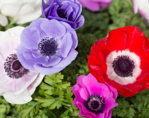 Kwiaty przypominają maki, ale mają dużo więcej kolorów. Ta bylina przyciągnie wzrok każdego