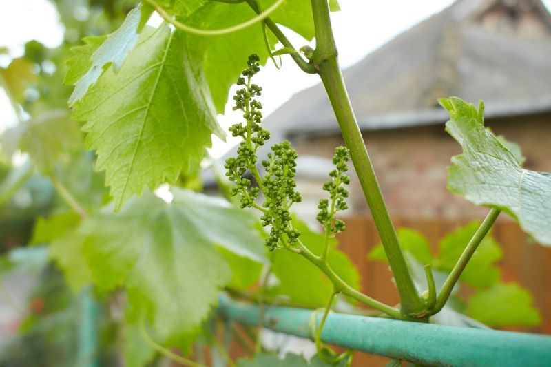 Pierwszy prewencyjny oprysk winorośli warto wykonać wczesną wiosną.