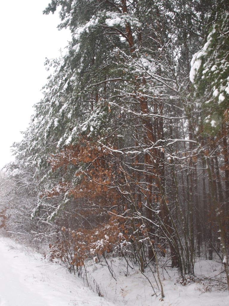 Leśne klimaty, zimowa