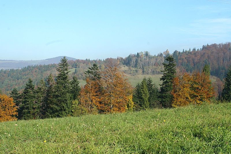 Pozostałe, Góralskie lasy