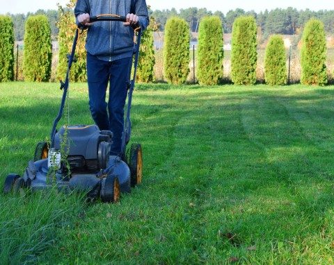 Pielęgnacja trawnika po upalnym lecie. Domowy nawóz działa jak balsam