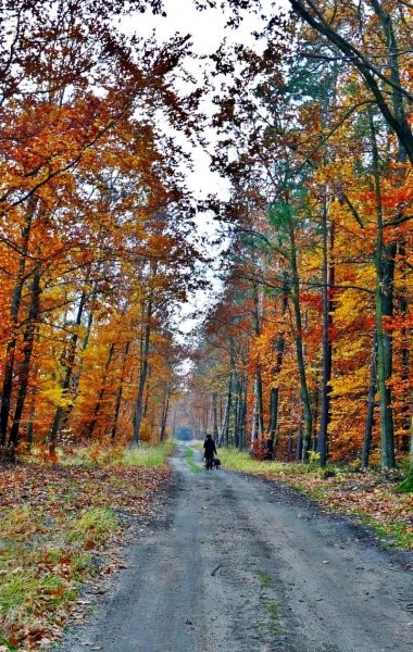 Pozostałe, W środku jesiennego lasu