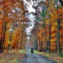 Pozostałe, W środku jesiennego lasu