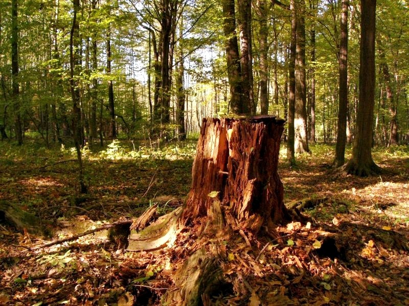 Pozostałe, W środku jesiennego lasu