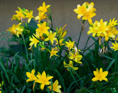 Dlaczego liliowce nie chcą kwitnąć? Potrzebują odmłodzenia – jak i kiedy to zrobić?