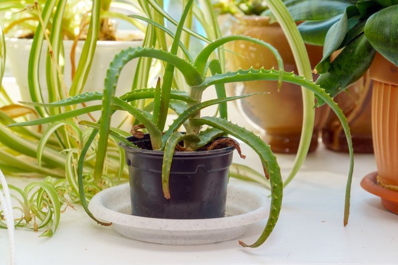 Dlaczego aloes żółknie?