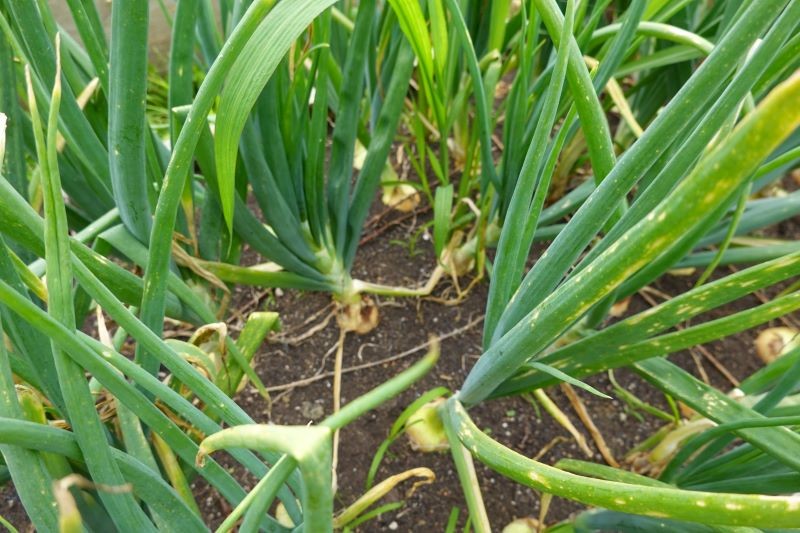 Miniarka porówka może zaatakować nie tylko pory, ale również cebulę czy czosnek.