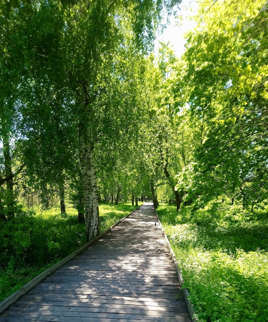 Rośliny, Czerwcowa.................... - ..............i pomost w zieleni.................