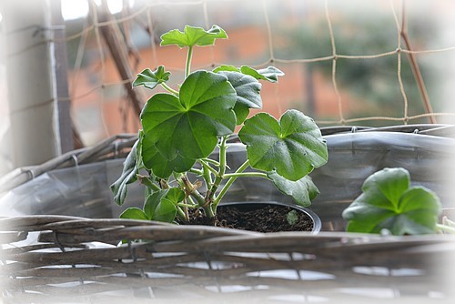 Pozostałe, wiosennie i słodko... - i moje pierwszy raz  przechowane przez zimę pelargonie...już kwitną...ale w skrzynkach planuję lawendę