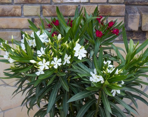 Kiedy zacząć wybudzać oleandra po zimie? Proste wskazówki na obfite kwitnienie w sezonie