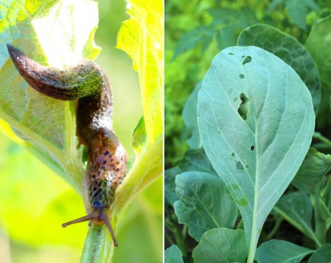 Pomrów wielki – ten ślimak zwiastuje kłopoty w ogrodzie. Jak się pozbyć szkodnika?