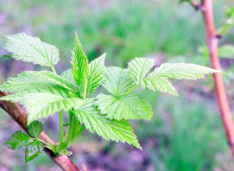 Nawożenie malin rozpoczynamy wczesną wiosną.