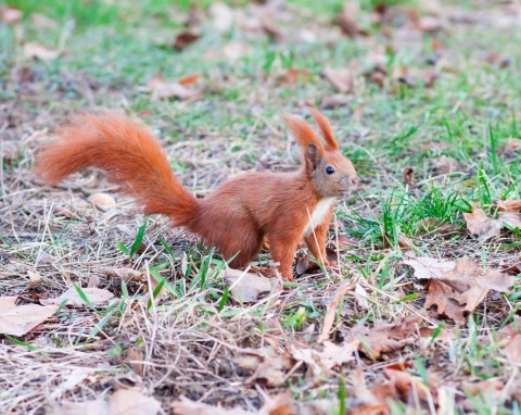 Dokarmianie wiewiórek jesienią i zimą. Zajrzą do ogrodu po te smakołyki, ale uważaj, żeby ich nie przekarmić