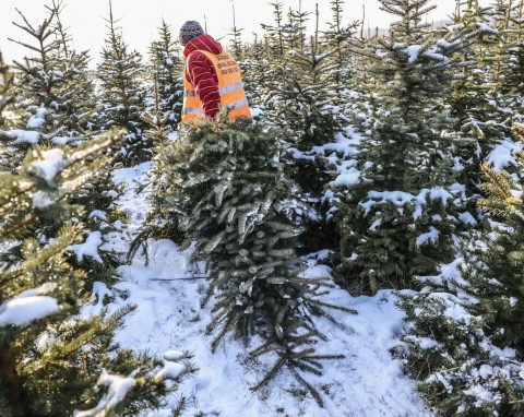 Ile zapłacimy w tym roku za świąteczne drzewka? Leśnicy już podali ceny choinek, tanio nie będzie