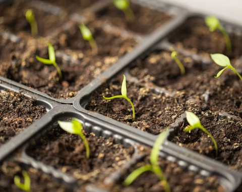 Siew papryki. Najlepsze odmiany i nowości do uprawy w gruncie i pod osłonami