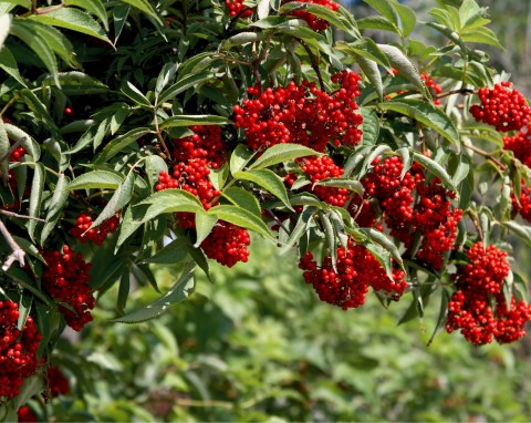 Bez koralowy (Sambucus racemosa)  „Lemony Lace”