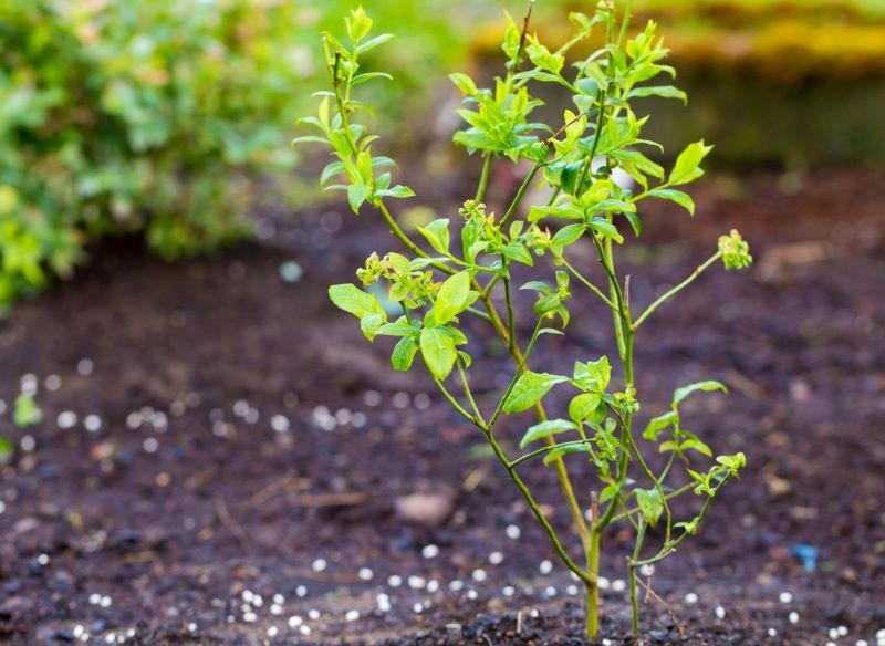 Zakwaszanie gleby pod borówką amerykańską najlepiej zaplanować na wiosnę.