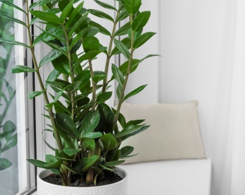 Drenaż, ściółka i zabezpieczenie przed szkodnikami. Wsyp do doniczki, to najlepsza, naturalna ochrona dla roślin