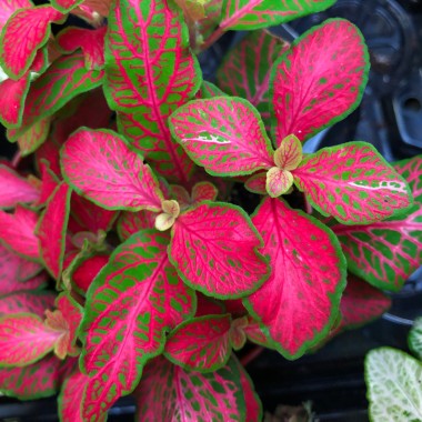 Fittonia.
Fot. 123.RF