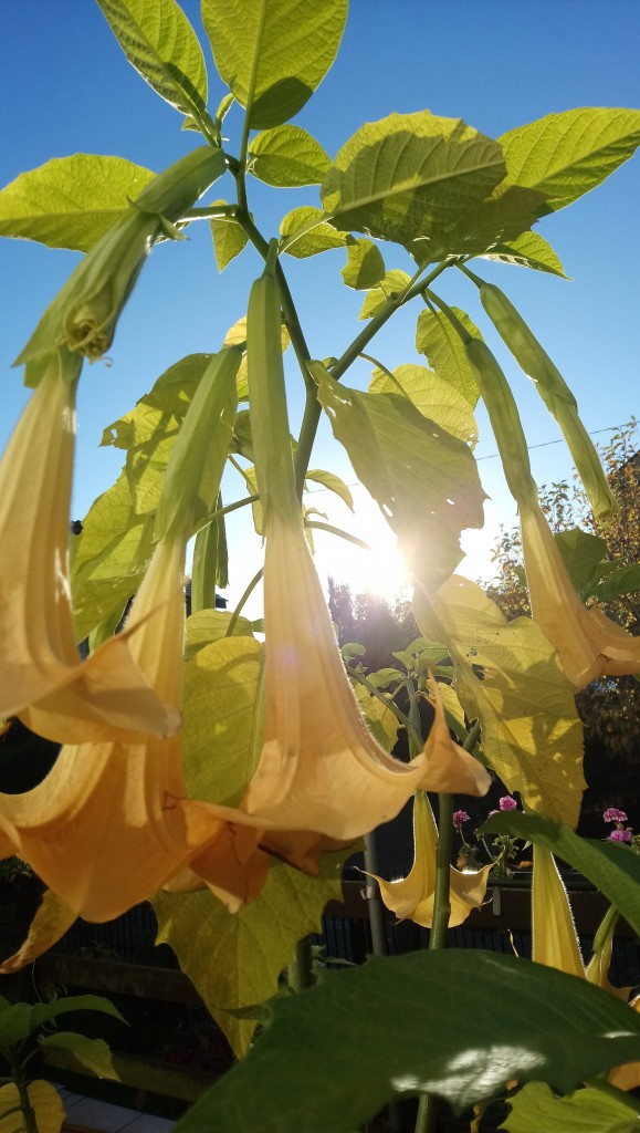 Rośliny, Jeszcze październik...................... - ...............i złota datura..............