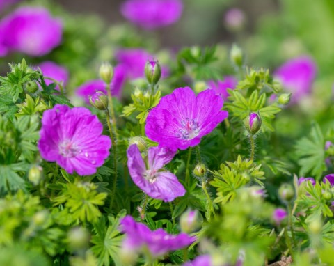 Bodziszek czerwony (Geranium sanguineum)