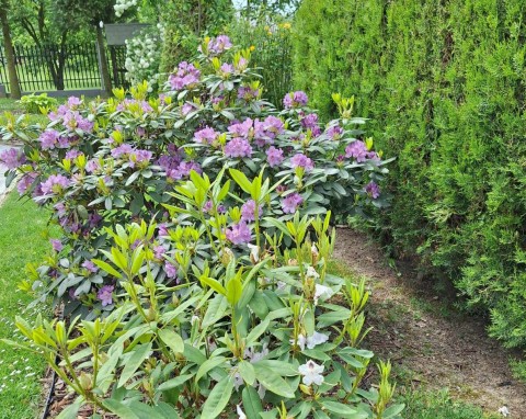 Sadzenie rododendronów na jesień. Jak zrobić to dobrze, obok czego sadzić różaneczniki?