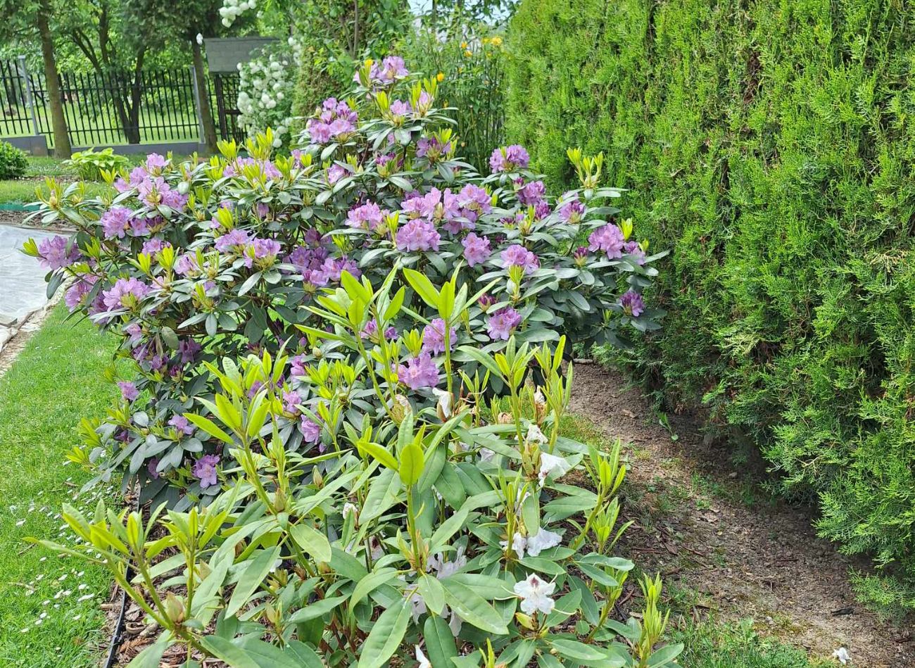  Rozsyp w dołku zanim posadzisz rododendrona. Szybko się przyjmie i będzie cudownie kwitł