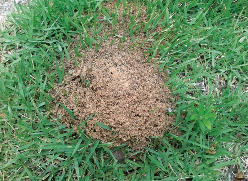 Odpowiednia pielęgnacja trawnika sprawia, że mrówki niechętnie na nim przebywają.