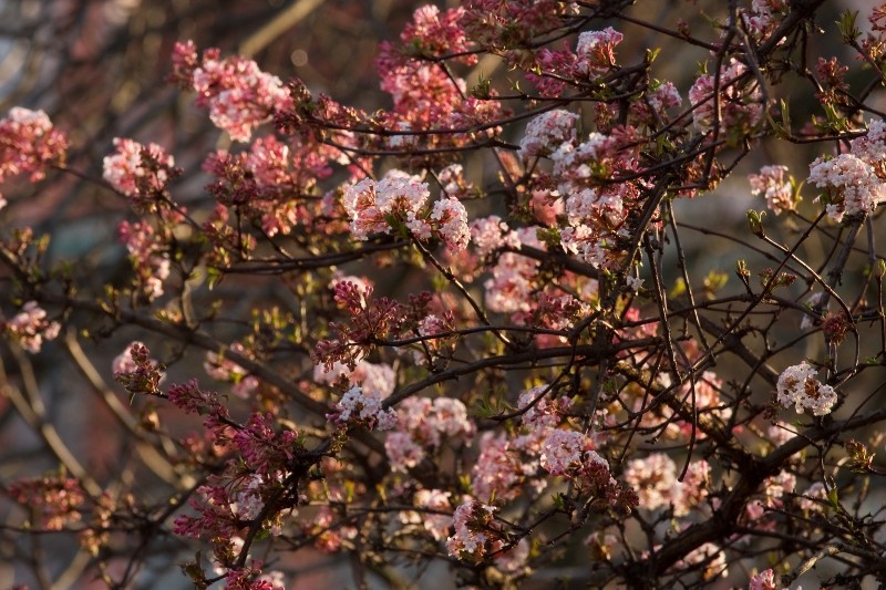 zastosowanie kaliny bodnantskiej 