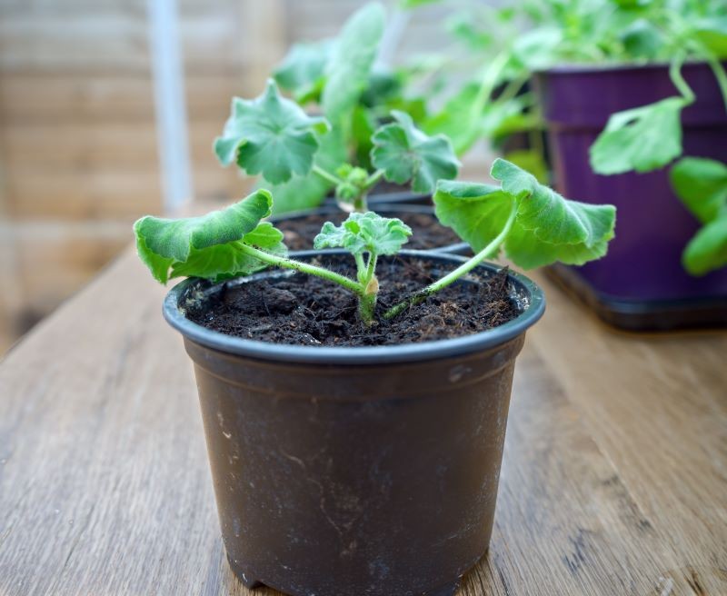 Pelargonie można rozmnażać na dwa sposoby.