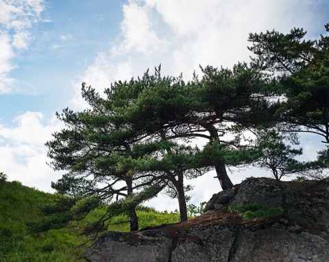 Sosna gęstokwiatowa (Pinus densiflora)