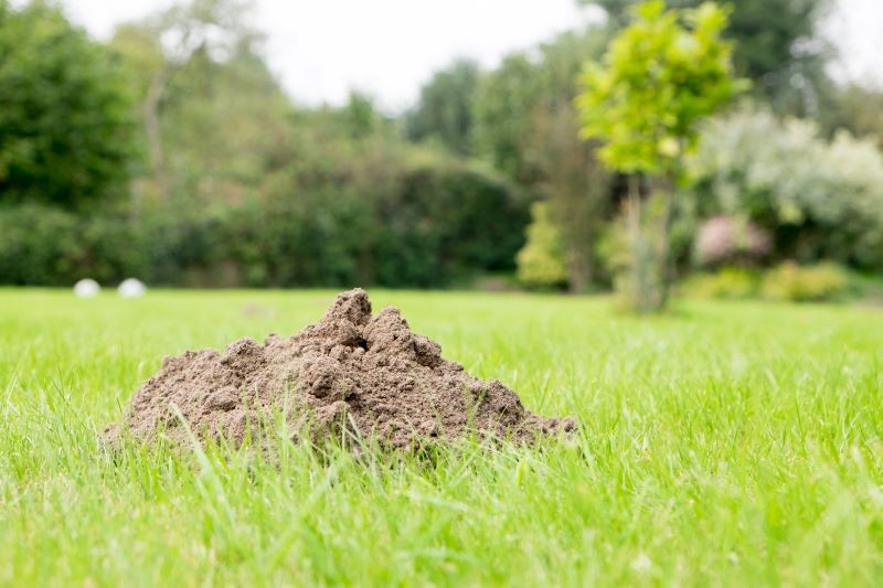 Krety nie lubią intensywnego zapachu psującej się ryby.