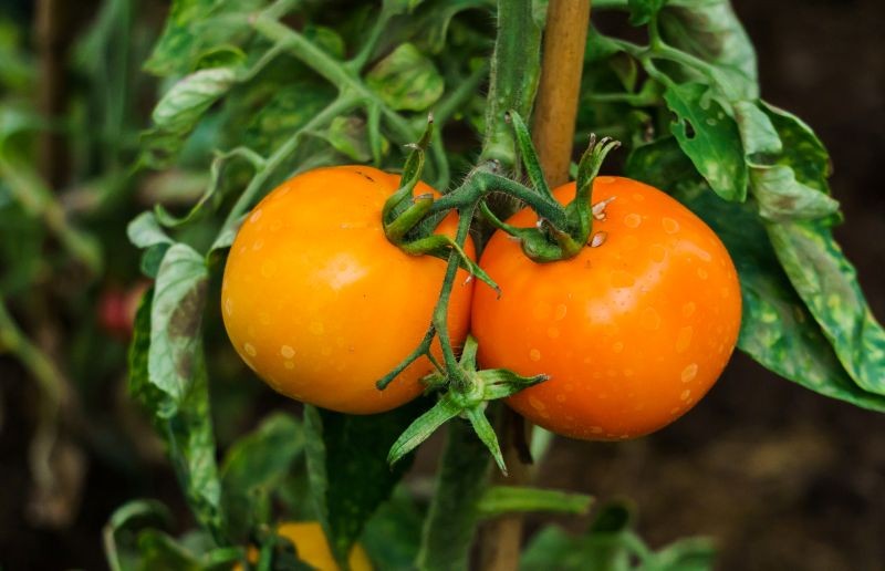 Wyciąg z pestek grejpfruta w naturalny sposób chroni pomidory przed zarazą ziemniaczaną.