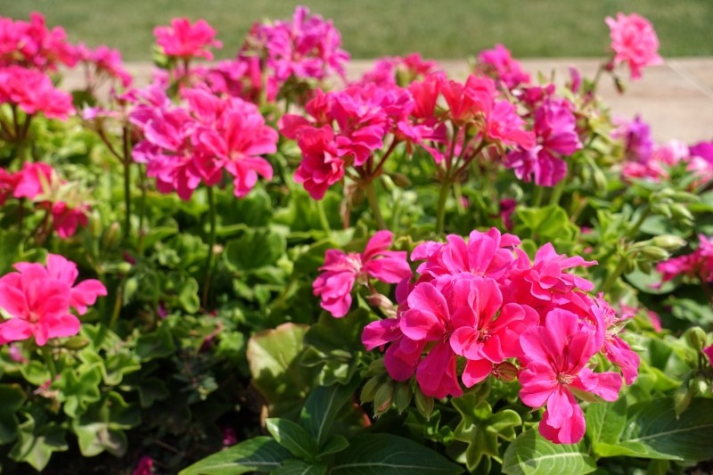 podlewanie pelargonii latem