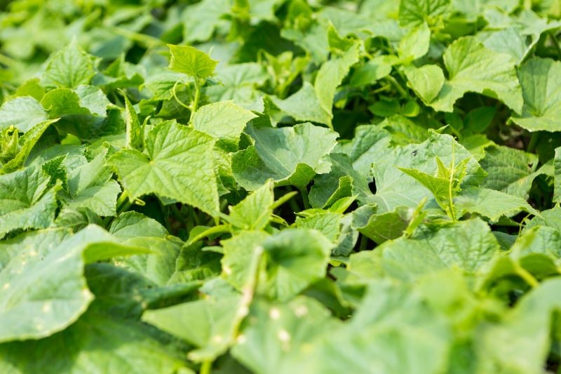 Nawóz z czerstwego chleba pomoże przedłużyć owocowanie ogórków.