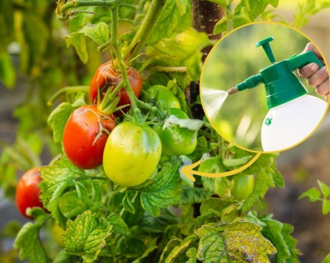 Dlaczego pomidory gniją na krzewach? Ogrodniczka zdradza zapomniany przepis na ratowanie owoców