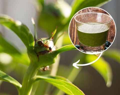 Jak pozbyć się mrówek z ogrodu bez używania chemii? Sprawdzony pomysł, który działa na długo