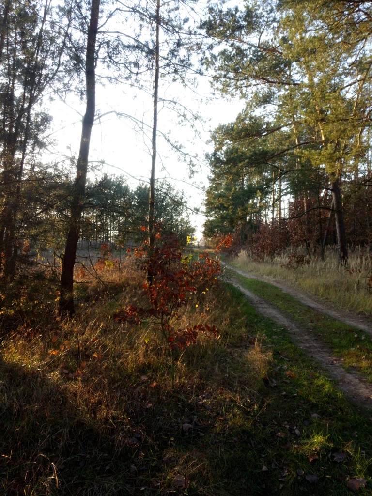 Leśne klimaty, Ostatnie dni prawdziwej jesieni