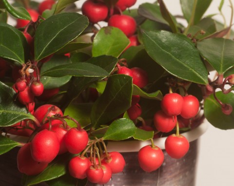 "Wielka jagoda", która zmienia kolor na święta. Dekoracyjna krzewinka zarówno na rabaty, jak i do doniczki