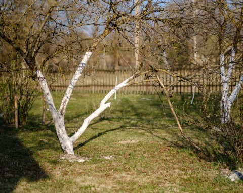 Zabezpieczanie drzew i krzewów liściastych na zimę. Poradnik ogrodnika