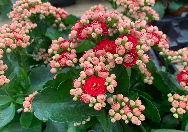 uprawa kalanchoe Blossfelda