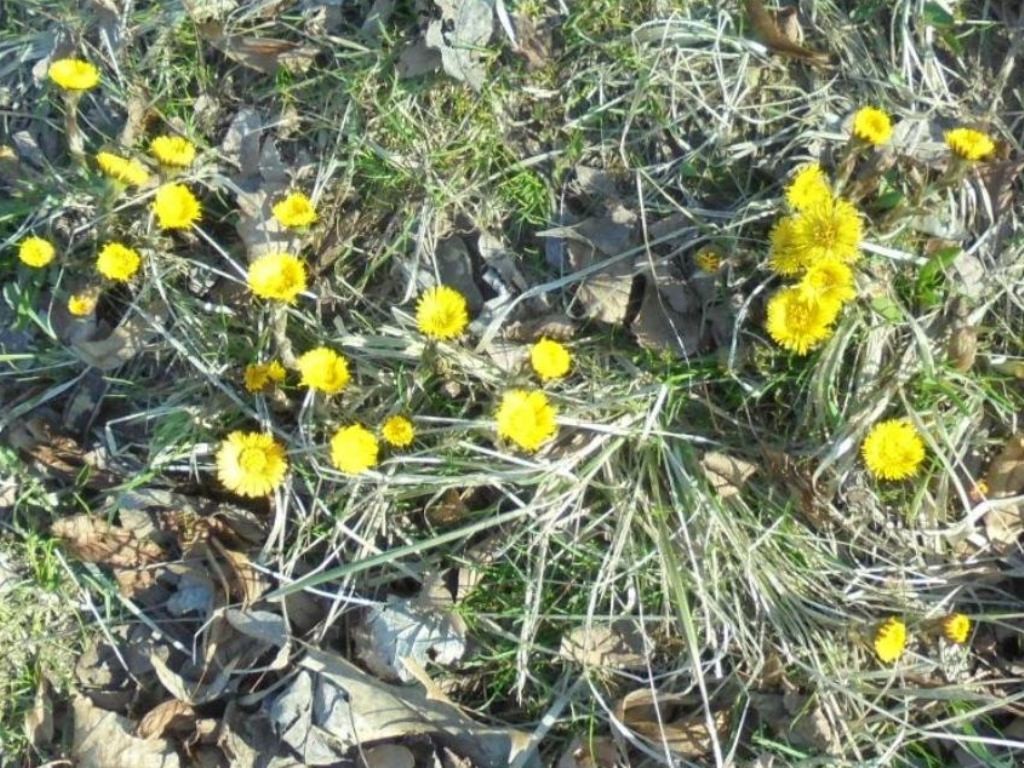 Leśne klimaty, WIOSENNIE  W  NATURZE