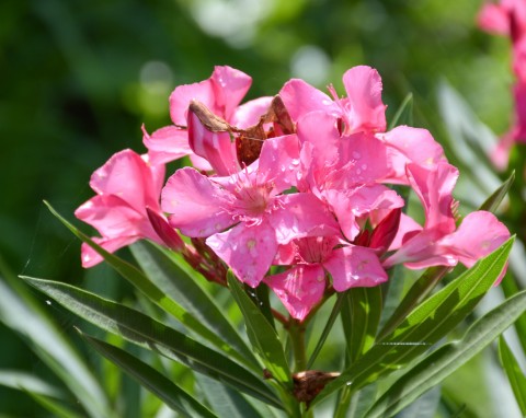 Oleander pospolity (Nerium oleander)