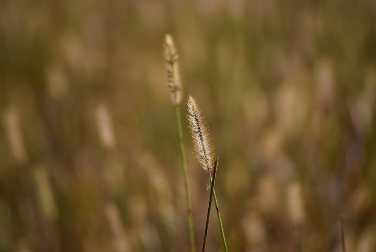 Leśne klimaty, ŚNIADANIE NA LEŚNEJ POLANIE